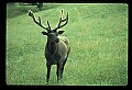 10075-00026-Elk, Wapiti, Cervus elaphus.jpg
