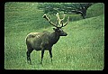 10075-00027-Elk, Wapiti, Cervus elaphus.jpg