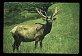 10075-00028-Elk, Wapiti, Cervus elaphus.jpg