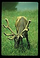 10075-00029-Elk, Wapiti, Cervus elaphus.jpg