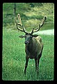 10075-00030-Elk, Wapiti, Cervus elaphus.jpg