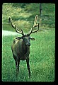 10075-00031-Elk, Wapiti, Cervus elaphus.jpg