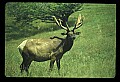 10075-00033-Elk, Wapiti, Cervus elaphus.jpg