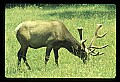 10075-00034-Elk, Wapiti, Cervus elaphus.jpg