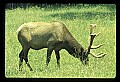 10075-00035-Elk, Wapiti, Cervus elaphus.jpg