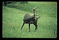 10075-00037-Elk, Wapiti, Cervus elaphus.jpg