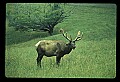 10075-00039-Elk, Wapiti, Cervus elaphus.jpg