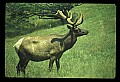 10075-00040-Elk, Wapiti, Cervus elaphus.jpg