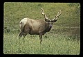10075-00041-Elk, Wapiti, Cervus elaphus.jpg