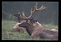 10075-00042-Elk, Wapiti, Cervus elaphus.jpg