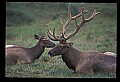 10075-00044-Elk, Wapiti, Cervus elaphus.jpg