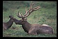 10075-00046-Elk, Wapiti, Cervus elaphus.jpg