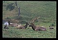 10075-00047-Elk, Wapiti, Cervus elaphus.jpg