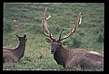 10075-00048-Elk, Wapiti, Cervus elaphus.jpg