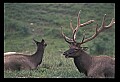 10075-00049-Elk, Wapiti, Cervus elaphus.jpg
