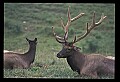 10075-00050-Elk, Wapiti, Cervus elaphus.jpg