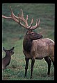 10075-00051-Elk, Wapiti, Cervus elaphus.jpg