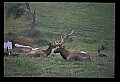 10075-00052-Elk, Wapiti, Cervus elaphus.jpg