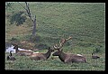 10075-00053-Elk, Wapiti, Cervus elaphus.jpg