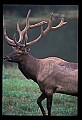10075-00054-Elk, Wapiti, Cervus elaphus.jpg