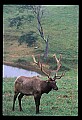 10075-00055-Elk, Wapiti, Cervus elaphus.jpg