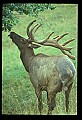 10075-00056-Elk, Wapiti, Cervus elaphus.jpg