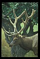 10075-00057-Elk, Wapiti, Cervus elaphus.jpg