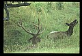 10075-00058-Elk, Wapiti, Cervus elaphus.jpg