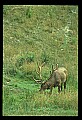 10075-00061-Elk, Wapiti, Cervus elaphus.jpg