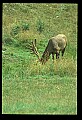 10075-00063-Elk, Wapiti, Cervus elaphus.jpg