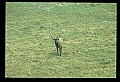 10075-00064-Elk, Wapiti, Cervus elaphus.jpg