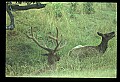 10075-00065-Elk, Wapiti, Cervus elaphus.jpg