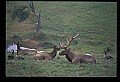 10075-00068-Elk, Wapiti, Cervus elaphus.jpg