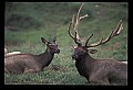 10075-00069-Elk, Wapiti, Cervus elaphus.jpg