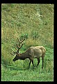 10075-00072-Elk, Wapiti, Cervus elaphus.jpg