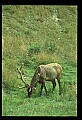 10075-00073-Elk, Wapiti, Cervus elaphus.jpg