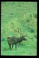 10075-00074-Elk, Wapiti, Cervus elaphus.jpg