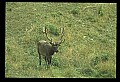 10075-00075-Elk, Wapiti, Cervus elaphus.jpg
