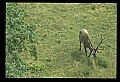 10075-00076-Elk, Wapiti, Cervus elaphus.jpg
