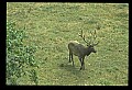 10075-00078-Elk, Wapiti, Cervus elaphus.jpg