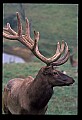 10075-00079-Elk, Wapiti, Cervus elaphus.jpg