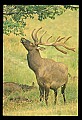 10075-00080-Elk, Wapiti, Cervus elaphus.jpg