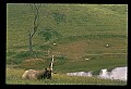 10075-00081-Elk, Wapiti, Cervus elaphus.jpg