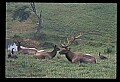 10075-00082-Elk, Wapiti, Cervus elaphus.jpg