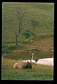 10075-00083-Elk, Wapiti, Cervus elaphus.jpg