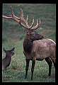 10075-00084-Elk, Wapiti, Cervus elaphus.jpg