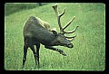 10075-00085-Elk, Wapiti, Cervus elaphus.jpg