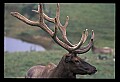 10075-00086-Elk, Wapiti, Cervus elaphus.jpg