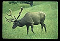 10075-00087-Elk, Wapiti, Cervus elaphus.jpg