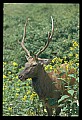 10075-00089-Elk, Wapiti, Cervus elaphus.jpg